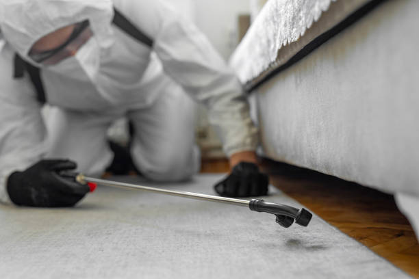 Professional Bed Bug Control technician working in Liberty City, TX